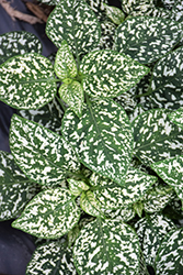 Hippo White Polka Dot Plant (Hypoestes phyllostachya 'G15180') at Sargent's Nursery