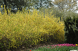 Spring Glory Forsythia (Forsythia x intermedia 'Spring Glory') at Sargent's Nursery