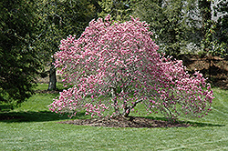 Ann Magnolia (Magnolia 'Ann') at Sargent's Nursery