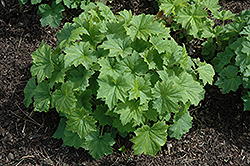 Autumn Bride Hairy Alumroot (Heuchera villosa 'Autumn Bride') at Sargent's Nursery