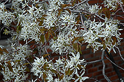 Autumn Brilliance Serviceberry (Amelanchier x grandiflora 'Autumn Brilliance') at Sargent's Nursery