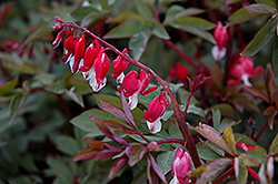 Valentine Bleeding Heart (Dicentra spectabilis 'Hordival') at Sargent's Nursery