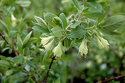 Tundra Honeyberry (Lonicera caerulea 'Tundra') at Sargent's Nursery