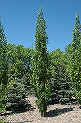 Parkland Pillar Japanese White Birch (Betula platyphylla 'Jefpark') at Sargent's Nursery