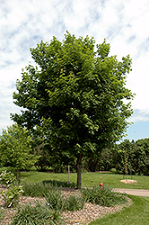 Sugar Maple (Acer saccharum) at Sargent's Nursery