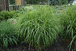 Porcupine Grass (Miscanthus sinensis 'Strictus') at Sargent's Nursery