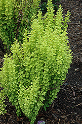 Sunjoy Gold Pillar Japanese Barberry (Berberis thunbergii 'Maria') at Sargent's Nursery