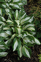 Vulcan Hosta (Hosta 'Vulcan') at Sargent's Nursery