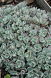 Japanese Stonecrop (Sedum cauticola) at Sargent's Nursery