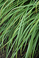 Huron Sunrise Maiden Grass (Miscanthus sinensis 'Huron Sunrise') at Sargent's Nursery
