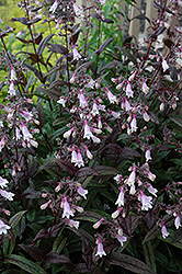 Dark Towers Beard Tongue (Penstemon 'Dark Towers') at Sargent's Nursery