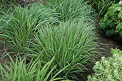 Cheyenne Sky Switch Grass (Panicum virgatum 'Cheyenne Sky') at Sargent's Nursery
