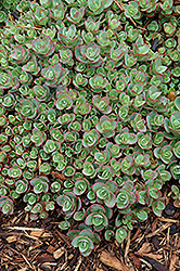 Lime Zinger Stonecrop (Sedum 'Lime Zinger') at Sargent's Nursery