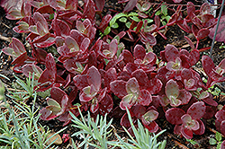 Firecracker Stonecrop (Sedum 'Firecracker') at Sargent's Nursery