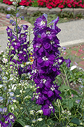 Purple Passion Larkspur (Delphinium 'Purple Passion') at Sargent's Nursery
