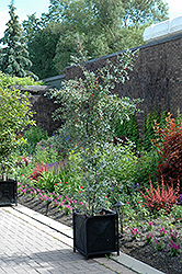 Silver Drop Cider Gum (Eucalyptus gunnii 'Silver Drop') at Sargent's Nursery