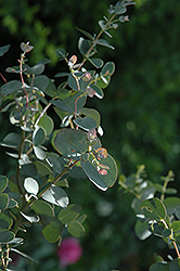 Silver Drop Cider Gum (Eucalyptus gunnii 'Silver Drop') at Sargent's Nursery