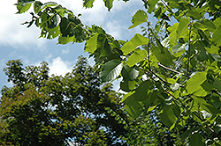 Princeton Elm (Ulmus americana 'Princeton') at Sargent's Nursery