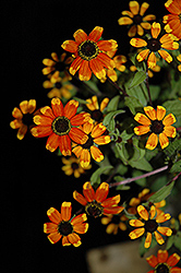 Prairie Glow Brown Eyed Susan (Rudbeckia triloba 'Prairie Glow') at Sargent's Nursery