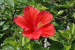 Red Hibiscus (Hibiscus rosa-sinensis 'Red') at Sargent's Nursery