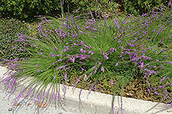 Small-head Blazing Star (Liatris microcephala) at Sargent's Nursery