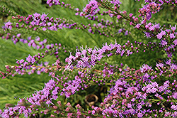 Small-head Blazing Star (Liatris microcephala) at Sargent's Nursery