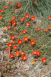 Rio Grande Orange Portulaca (Portulaca oleracea 'Rio Grande Orange') at Sargent's Nursery