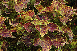 Coleosaurus Coleus (Solenostemon scutellarioides 'Coleosaurus') at Sargent's Nursery