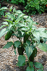 Jalapeno Pepper (Capsicum annuum 'Jalapeno') at Sargent's Nursery