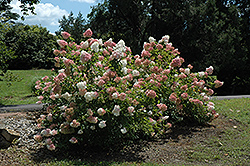 Vanilla Strawberry Hydrangea (Hydrangea paniculata 'Renhy') at Sargent's Nursery