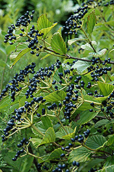 Arrowwood (Viburnum dentatum) at Sargent's Nursery