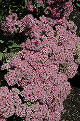 Lime Zinger Stonecrop (Sedum 'Lime Zinger') at Sargent's Nursery