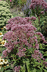 Baby Joe Dwarf Joe Pye Weed (Eupatorium dubium 'Baby Joe') at Sargent's Nursery