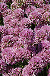 Millenium Ornamental Onion (Allium 'Millenium') at Sargent's Nursery