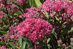 Carl Stonecrop (Sedum 'Carl') at Sargent's Nursery