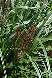 Red Head Fountain Grass (Pennisetum alopecuroides 'Red Head') at Sargent's Nursery