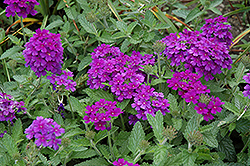 EnduraScape Dark Purple Verbena (Verbena 'Balendakle') at Sargent's Nursery