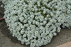 Clear Crystal White Sweet Alyssum (Lobularia maritima 'Clear Crystal White') at Sargent's Nursery