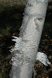 Paper Birch (Betula papyrifera) at Sargent's Nursery