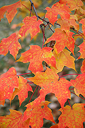 Sugar Maple (Acer saccharum) at Sargent's Nursery