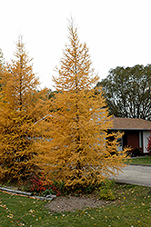 Tamarack (Larix laricina) at Sargent's Nursery