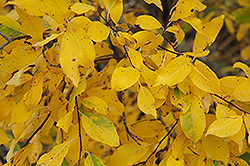 Pussy Willow (Salix discolor) at Sargent's Nursery