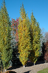 Parkland Pillar Japanese White Birch (Betula platyphylla 'Jefpark') at Sargent's Nursery