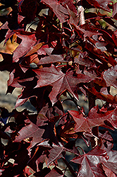 Crimson Sunset Maple (Acer 'JFS-KW202') at Sargent's Nursery