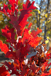 Crimson Spire Oak (Quercus 'Crimschmidt') at Sargent's Nursery