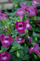 Summer Wave Large Amethyst Torenia (Torenia 'Summer Wave Large Amethyst') at Sargent's Nursery