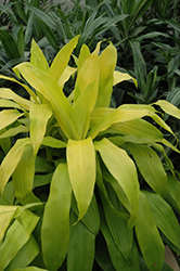 Limelight Dracaena (Dracaena warneckii 'Limelight') at Sargent's Nursery