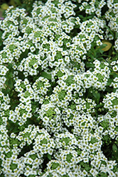 Clear Crystal White Sweet Alyssum (Lobularia maritima 'Clear Crystal White') at Sargent's Nursery