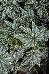 Gryphon Begonia (Begonia 'Gryphon') at Sargent's Nursery