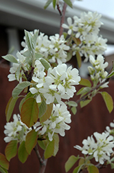 Standing Ovation Saskatoon Berry (Amelanchier alnifolia 'Obelisk') at Sargent's Nursery